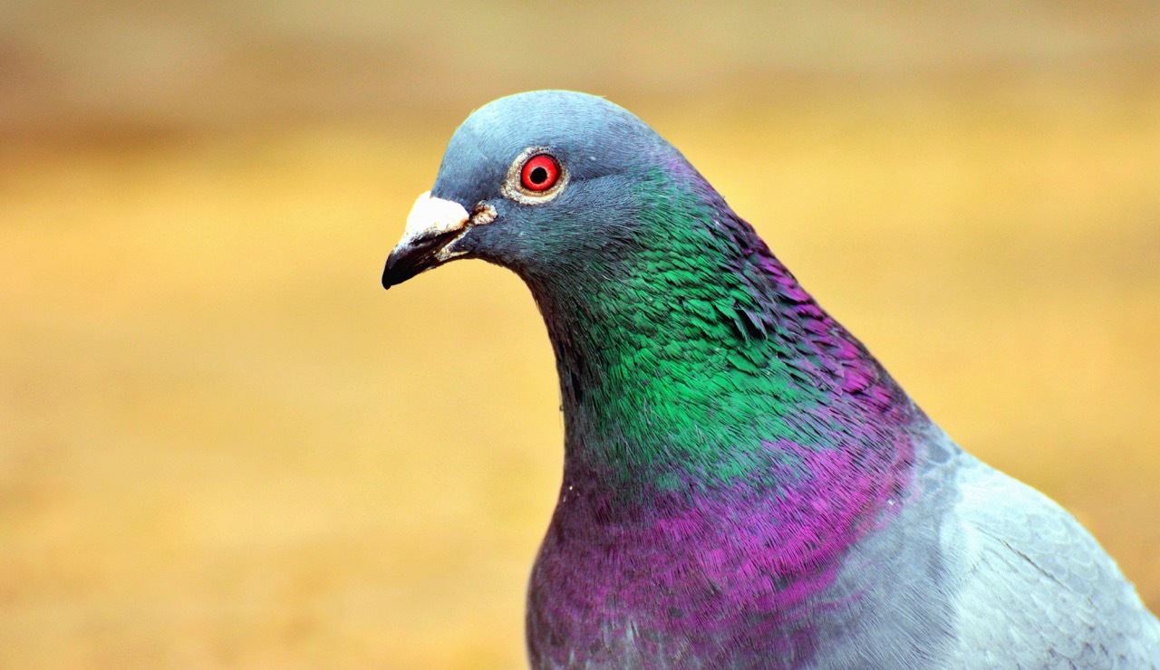 a pretty pigeon